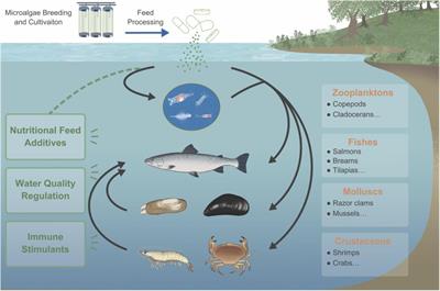 Evaluation of Microalgae as Immunostimulants and Recombinant Vaccines for Diseases Prevention and Control in Aquaculture